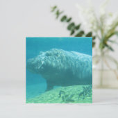 ヒッポタムス招待状 招待状 (スタンド正面)