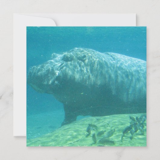 ヒッポタムス招待状 招待状 (正面)