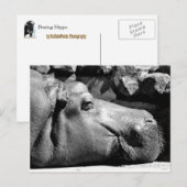 ヒッポドーズ葉書 ポストカード (正面/裏面)