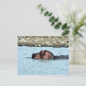 ヒッポ泳ぎ ポストカード (スタンド正面)