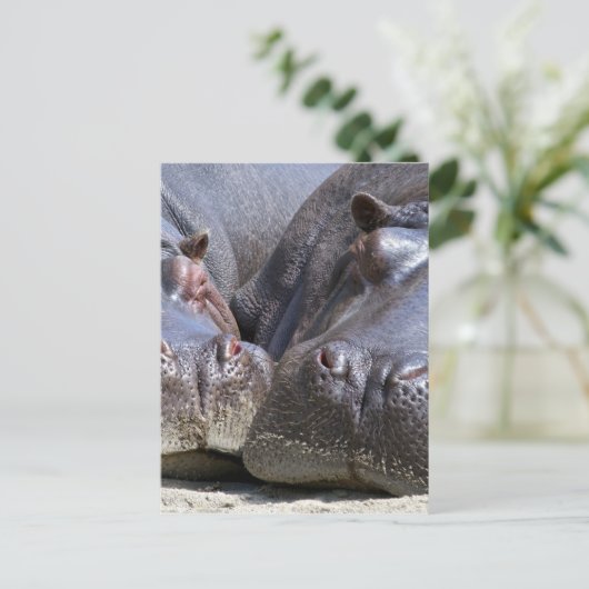 ヒッポ ポストカード (スタンド正面)