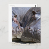 ヒッポ ポストカード (正面/裏面)