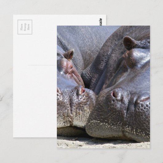 ヒッポ ポストカード (正面/裏面)