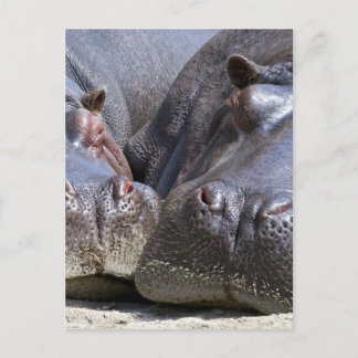 ヒッポ ポストカード