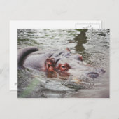 ヒッポ ポストカード (正面/裏面)