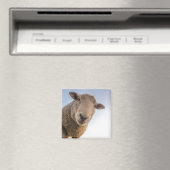 ヒツジが目を伏せてクローズアップ マグネット (インサイチュ (食洗機))