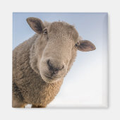 ヒツジが目を伏せてクローズアップ マグネット (正面)