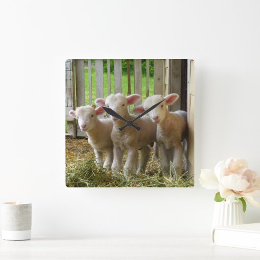 ヒツジによっては正方形の時計が子を産みます スクエア壁時計 (ホーム)