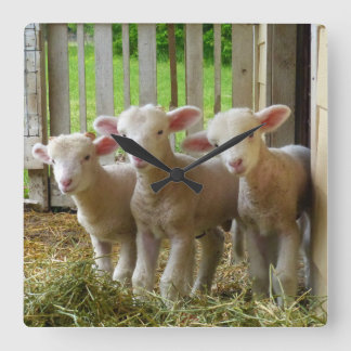 ヒツジによっては正方形の時計が子を産みます スクエア壁時計
