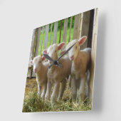 ヒツジによっては正方形の時計が子を産みます スクエア壁時計 (傾斜)