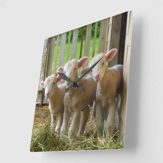 ヒツジによっては正方形の時計が子を産みます スクエア壁時計 (傾斜)