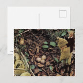 ヒツジの卵- インビテーションポストカード (正面/裏面)