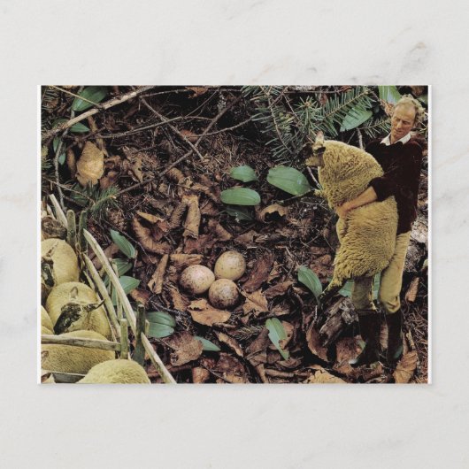 ヒツジの卵- インビテーションポストカード (正面)