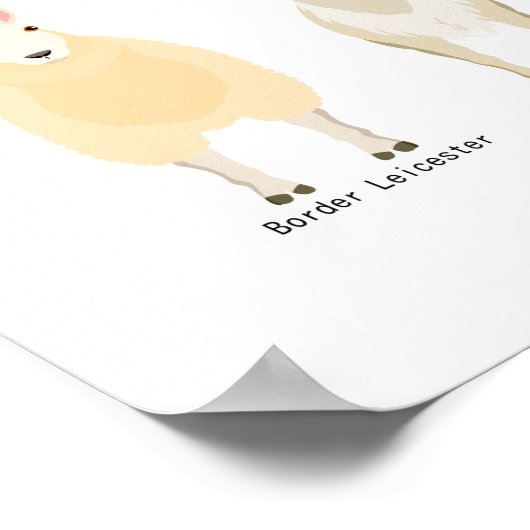 ヒツジの品種の図表 ポスター (角)