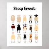 ヒツジの品種の図表 ポスター (正面)