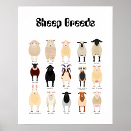 ヒツジの品種の図表 ポスター