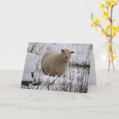 ヒツジの挨拶状 カード (黄色い花)