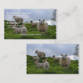 ヒツジを牧草を食べること 名刺 (正面/裏面)