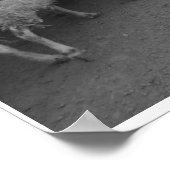 ヒツジを連れ込む ポスター (角)