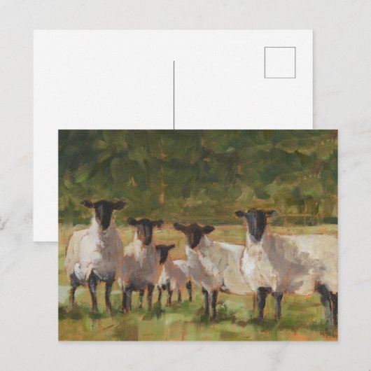 ヒツジ科 ポストカード (正面/裏面)