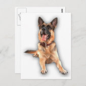 ヒツジ飼が笑った ポストカード (正面/裏面)