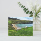 ヒツジ・オン・ザ・ヒル ポストカード (スタンド正面)