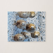 ヒツジ ジグソーパズル (横)