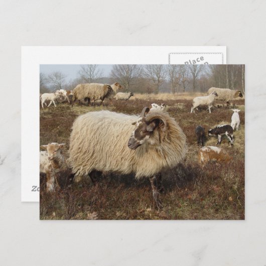 ヒツジ – ヒース畑の羊 ポストカード (正面/裏面)