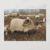 ヒツジ – ヒース畑の羊 ポストカード (正面)