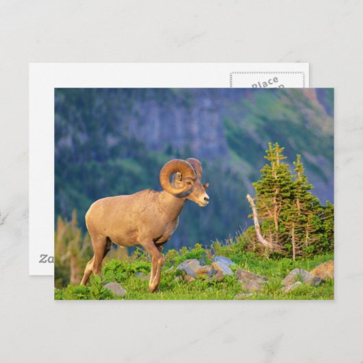 ヒツジ ポストカード (正面/裏面)