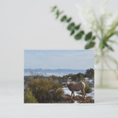 ヒツジ ポストカード (スタンド正面)