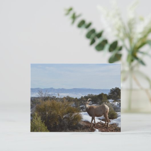 ヒツジ ポストカード (スタンド正面)