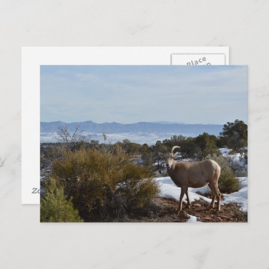 ヒツジ ポストカード (正面/裏面)