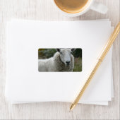 ヒツジ ラベル (インサイチュ)