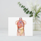 ヒトの体モデルで、臓器が白い上で分離されたもの ポストカード (スタンド正面)