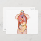 ヒトの体モデルで、臓器が白い上で分離されたもの ポストカード (正面/裏面)