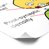 ヒトの脳と中枢神経系の図 フォトプリント            (角)