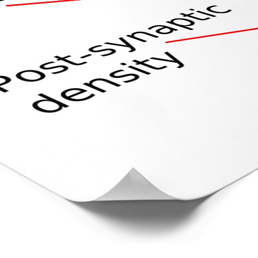 ヒトの脳と中枢神経系の図 ポスター (角)