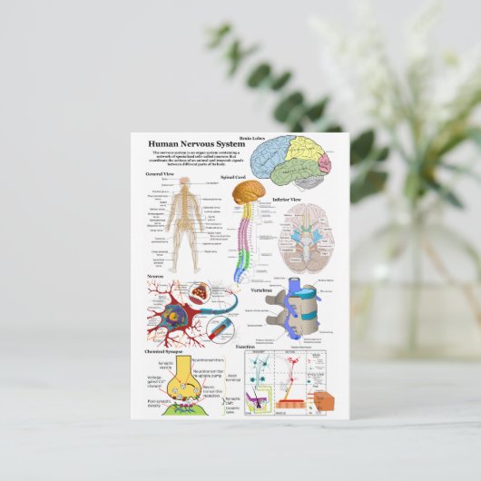 ヒトの脳と中枢神経系の図 ポストカード (スタンド正面)