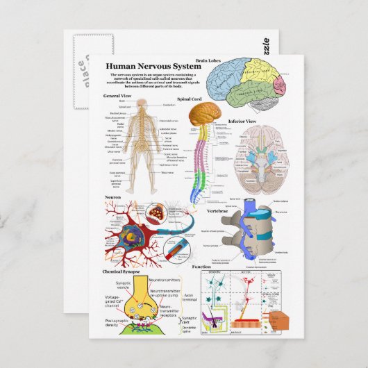 ヒトの脳と中枢神経系の図 ポストカード (正面/裏面)