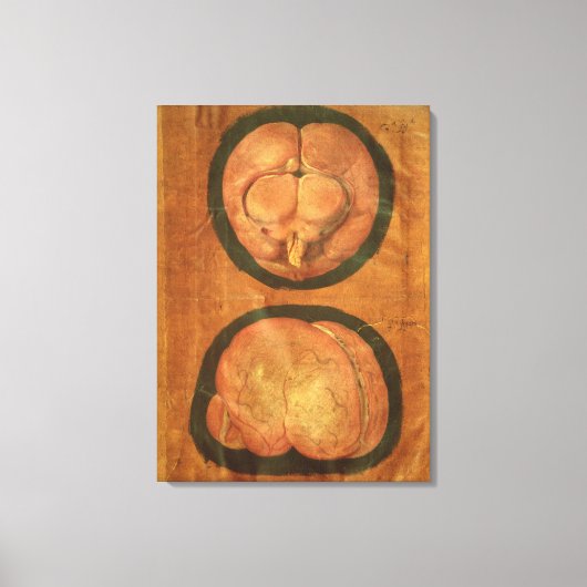 ヒトの脳のスケッチ構造 キャンバスプリント (正面)