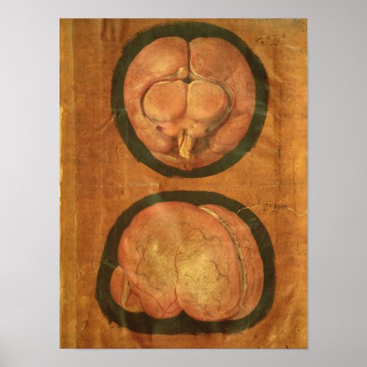 ヒトの脳のスケッチ構造 ポスター (正面)