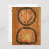 ヒトの脳のスケッチ構造 ポストカード (正面/裏面)