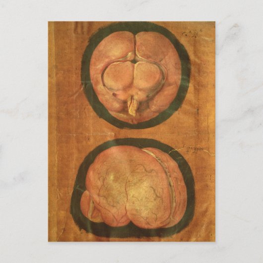 ヒトの脳のスケッチ構造 ポストカード (正面)