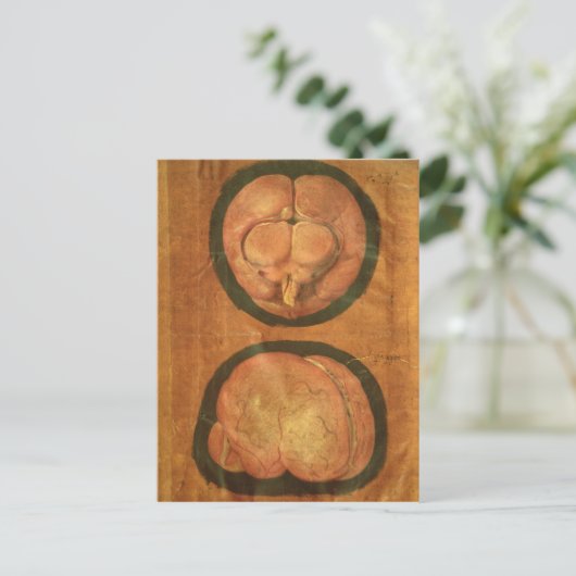 ヒトの脳のスケッチ構造 ポストカード (スタンド正面)