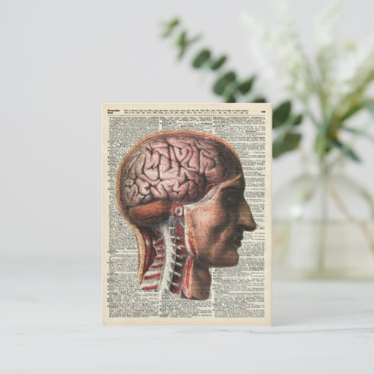 ヒトの脳解剖学 ポストカード (スタンド正面)