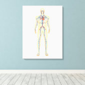 ヒトの解剖学及び体系 キャンバスプリント (インサイチュ (ウッドフロア))