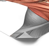 ヒトの顔と首の筋肉の解剖学,前面 ポスター (角)