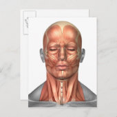 ヒトの顔と首の筋肉の解剖学，前面 ポストカード (正面/裏面)