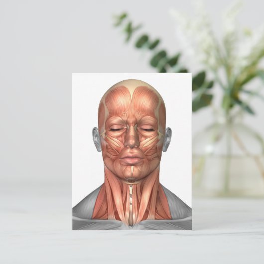 ヒトの顔と首の筋肉の解剖学，前面 ポストカード (スタンド正面)